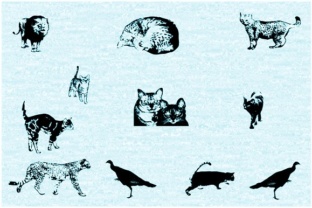 Cat E Poultry: A Unique Dingbats Font Review